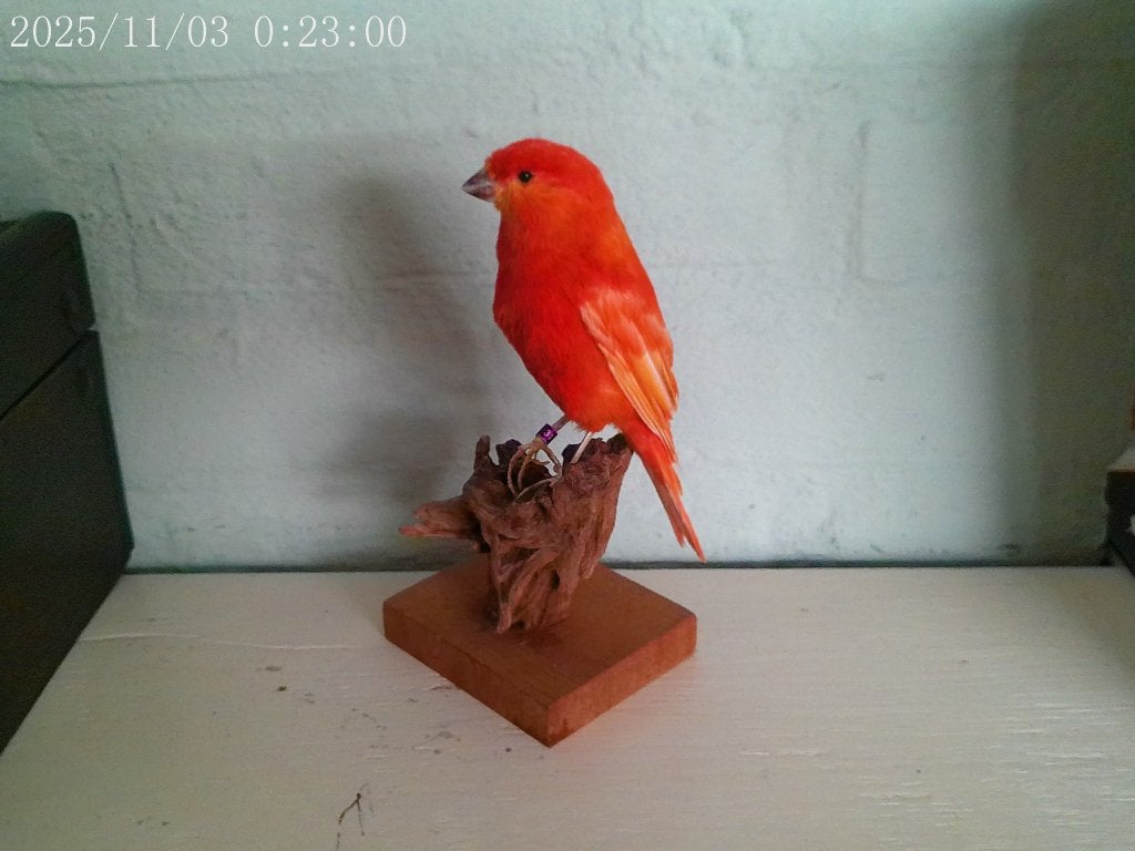 PRACHTIGE NIEUW OPGEZETTE RODE KANARIE, Ophalen of Verzenden, Nieuw, Vogel, Opgezet dier