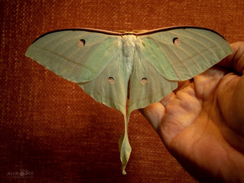 Actias selene, Indian moon moth, eitjes, Dieren en Toebehoren, Vlinders of Rupsen