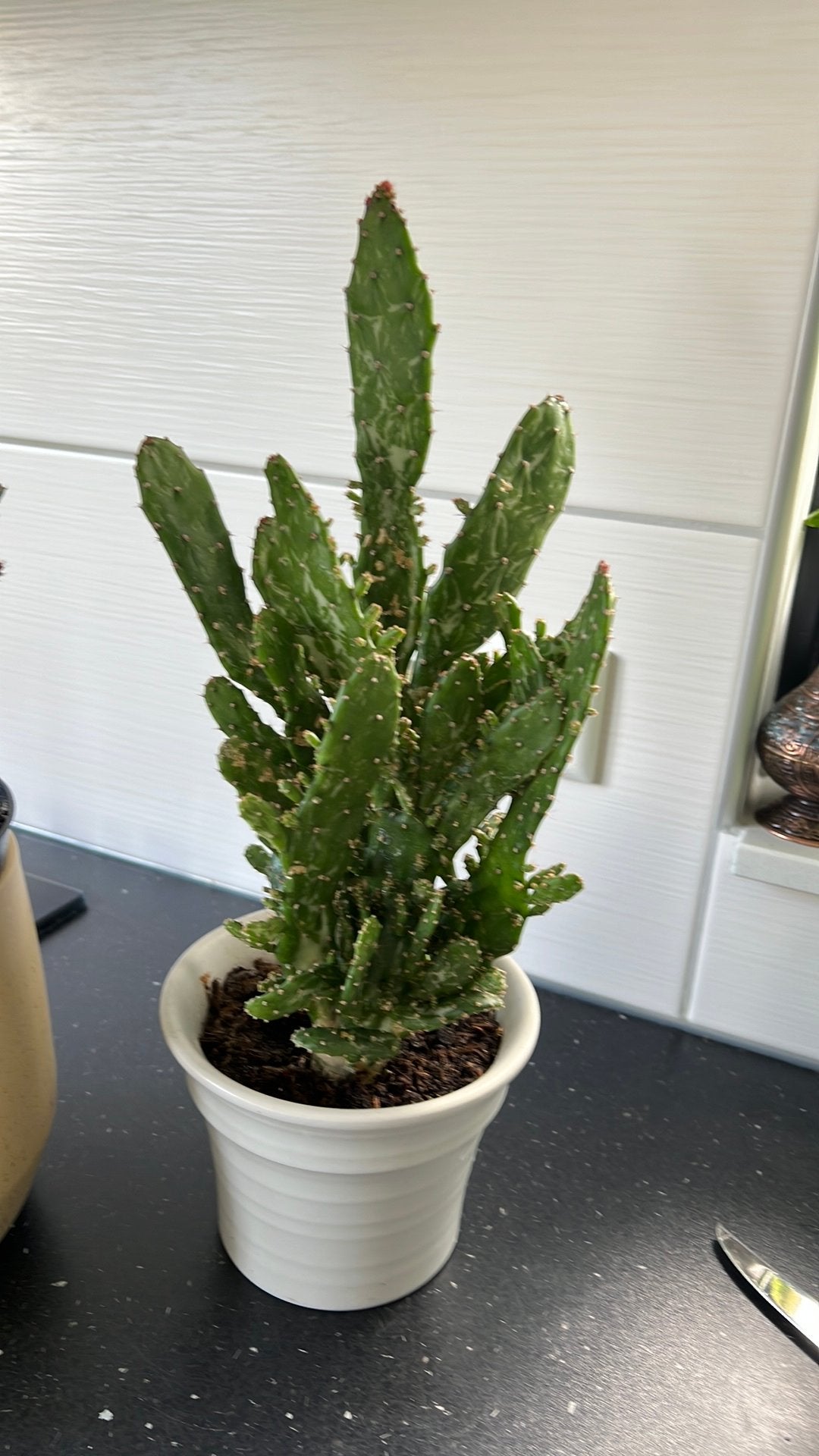 Cactus plant met pot €10, Huis en Inrichting, Ophalen, Cactus, Volle zon, Minder dan 100 cm