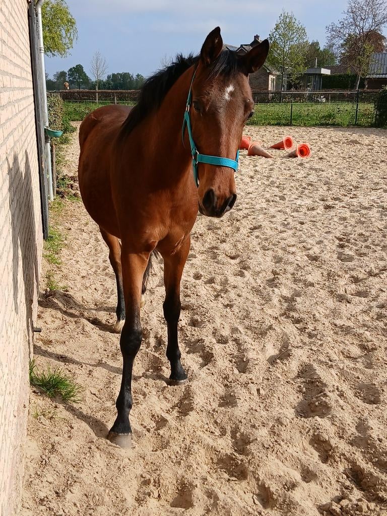 E pony, Ruin, Dressuurpony, 0 tot 2 jaar, Onbeleerd