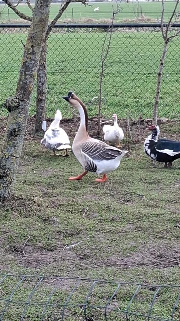 Knobbel gans, Dieren en Toebehoren, Pluimvee, Mannelijk, Kip