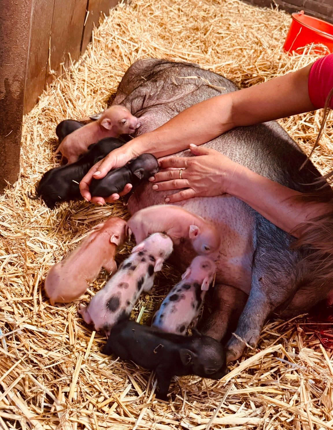 Mini varkens biggen te koop, Mannelijk