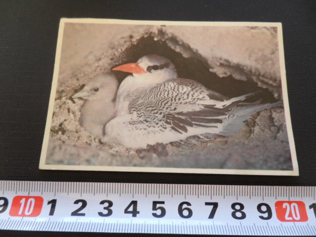sticker Vogel duif, Ophalen, Zo goed als nieuw