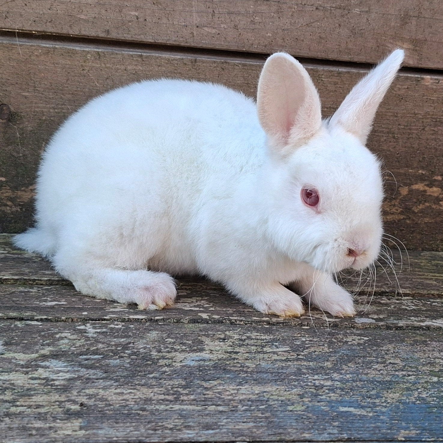 Rexdwerg rammetje, Dieren en Toebehoren, Mannelijk, Dwerg, 0 tot 2 jaar