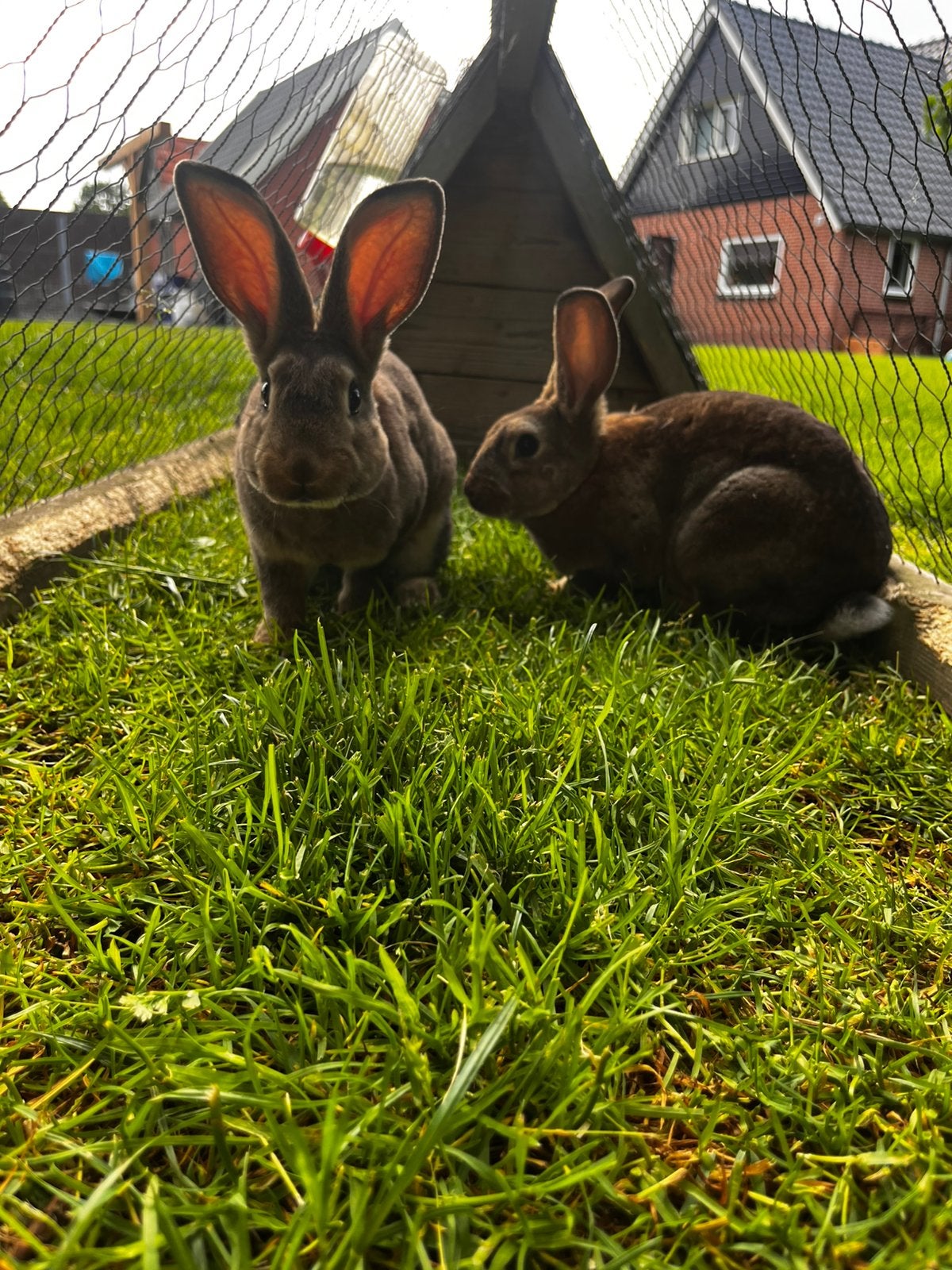 Tamme konijnen, Dieren en Toebehoren, Konijnen, Mannelijk, Middelgroot, 0 tot 2 jaar