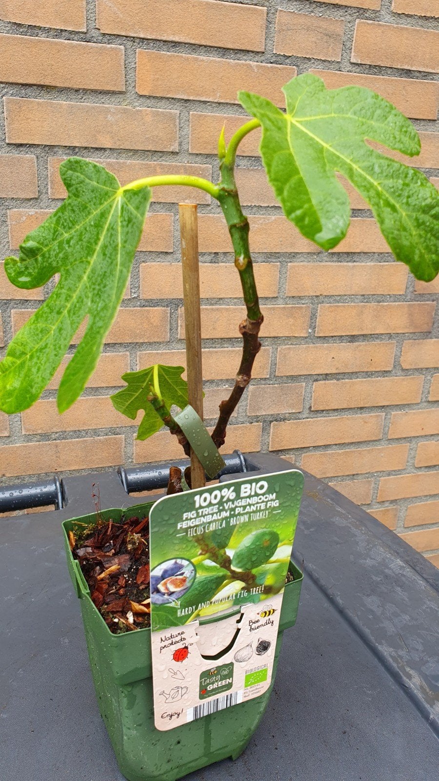 Vijgenboom plant, Tuin en Terras, Ophalen, Volle zon