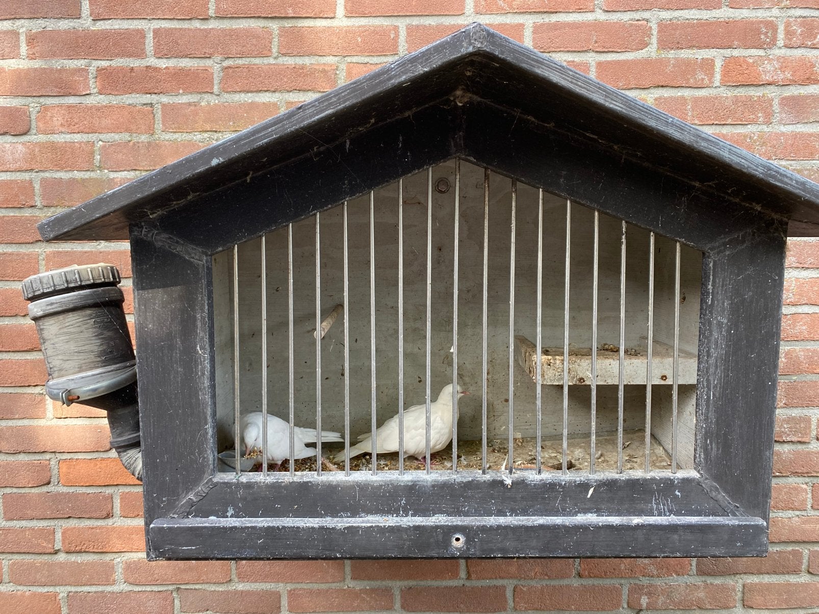 Duiven met hok, Meerdere dieren, Overige soorten