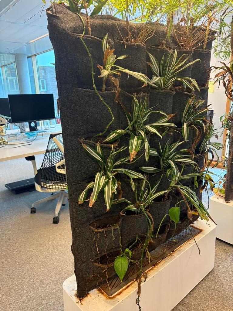 Plantenmuur, Ophalen, Halfschaduw, Minder dan 100 cm