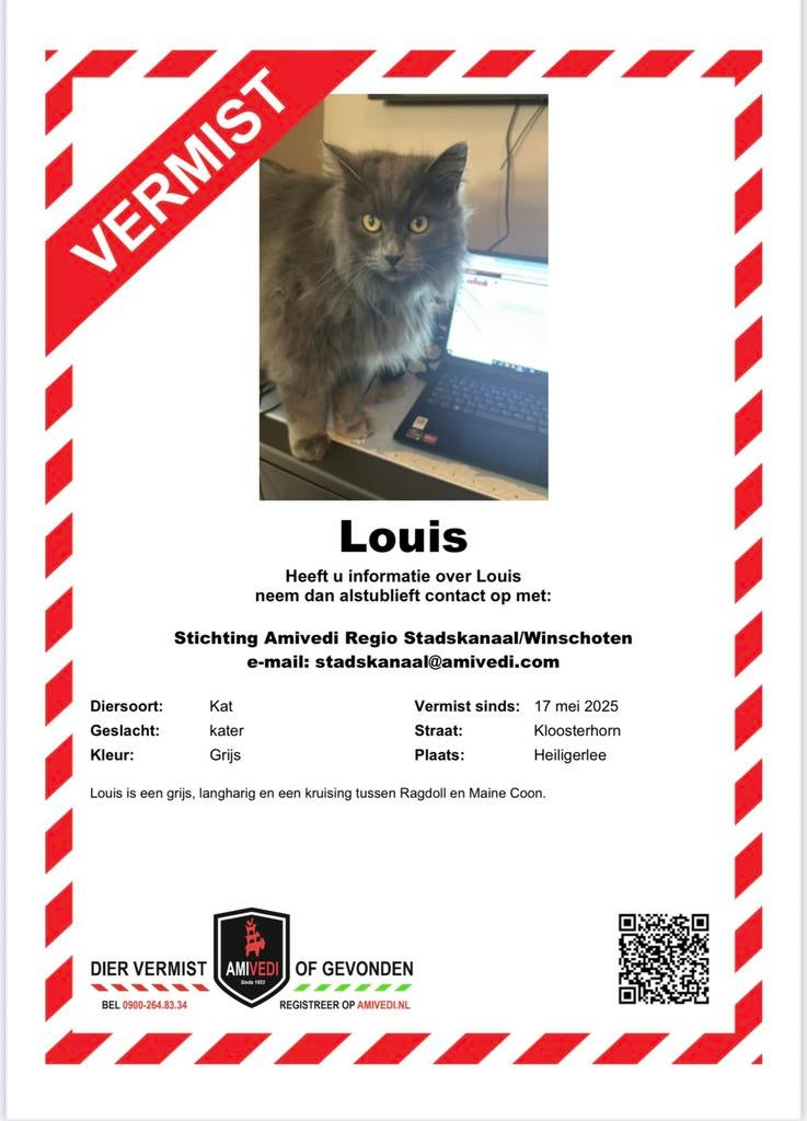 Help onze kat Louis terug te vinden!, Kater, Gechipt