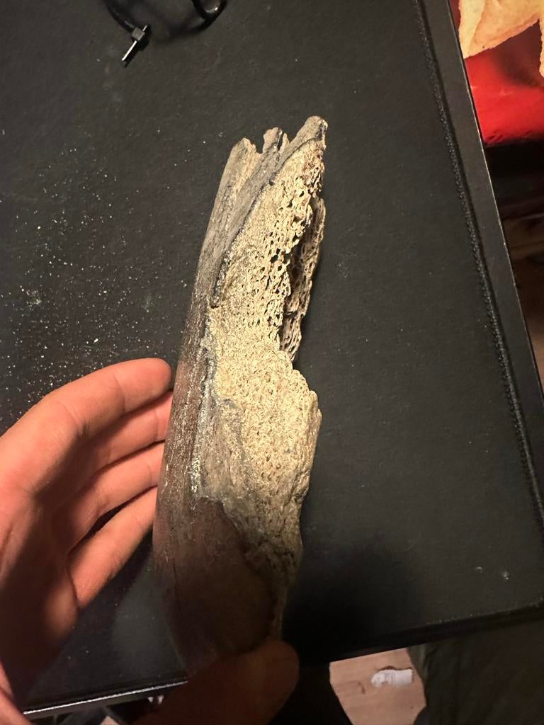 Mammoet Kaakbeen Fragment - Fossiel, Verzamelen, Mineralen en Fossielen, Ophalen, Fossiel