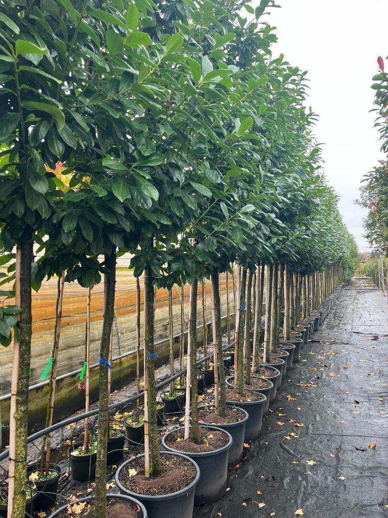 Groenblijvende bomen op stam., Tuin en Terras, Planten | Bomen, Overige soorten, 250 tot 400 cm, Volle zon, Ophalen