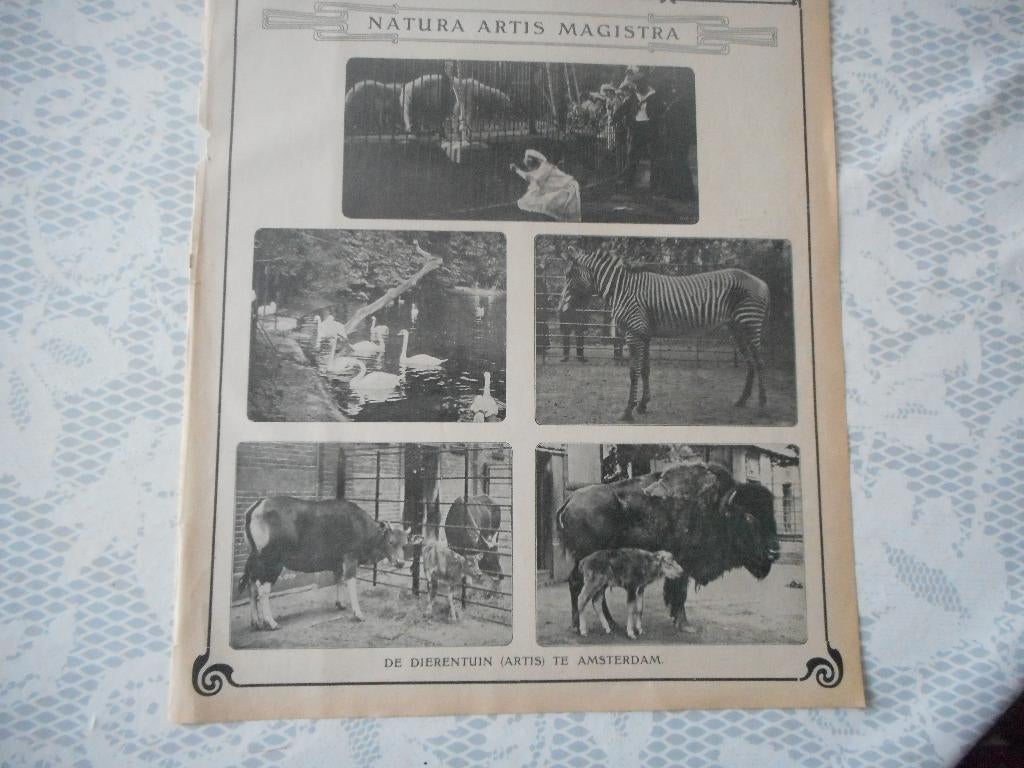 Artis. Natura Artis Magistra. 1908., Ophalen of Verzenden, Voor 1920, Nederland, Knipsel(s)