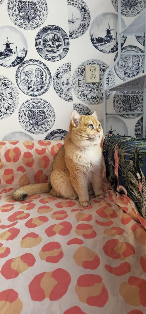 Dekkater‼️‼️Niet te koop! 🚫Zie omschrijving ‼️, Dieren en Toebehoren, Katten en Kittens | Raskatten | Langhaar, Kater, Met stamboom