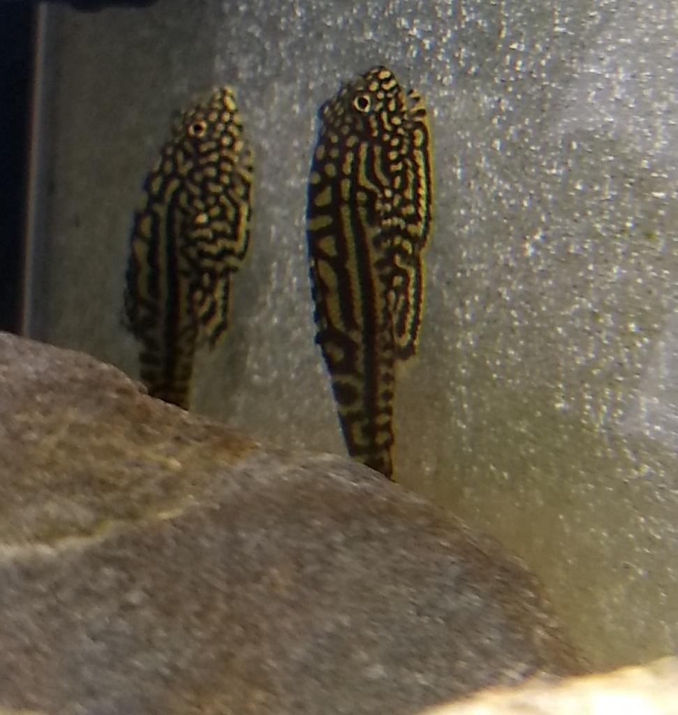 Sewellia Lineolata, Dieren en Toebehoren, Vissen | Aquariumvissen, Vis, Zoetwatervis, Schoolvis