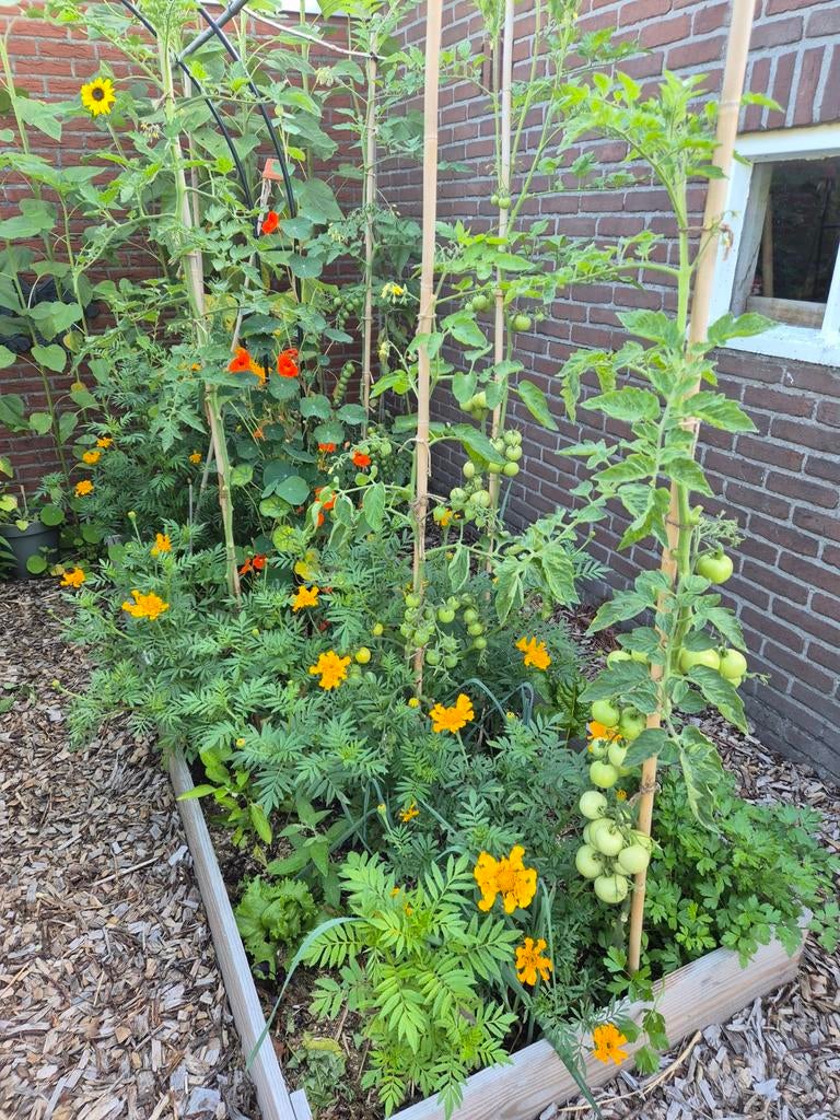 Afrikaantjes zaden - Geel/Oranje - 15 stuks voor 1 euro, Ophalen of Verzenden, Eenjarig, Overige soorten, Volle zon