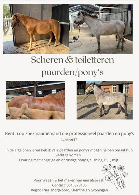 Scheren van uw paard of pony, Diensten en Vakmensen, Dieren | Paarden | Verzorging, Oppas en Les