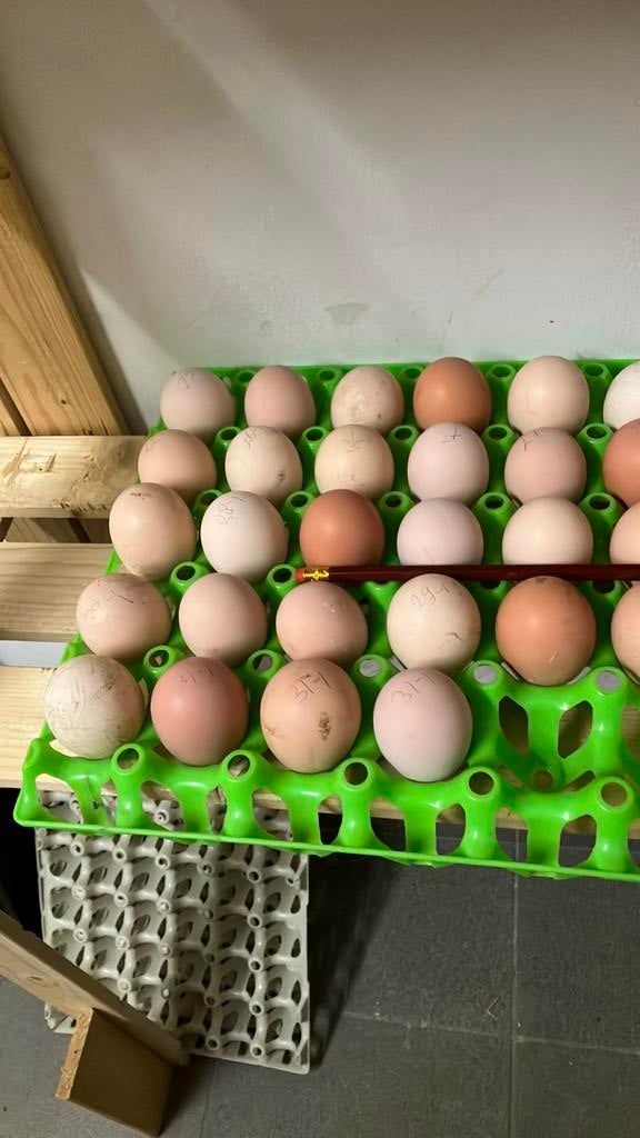 Broedeieren grote Brahma, Dieren en Toebehoren, Geslacht onbekend, Kip