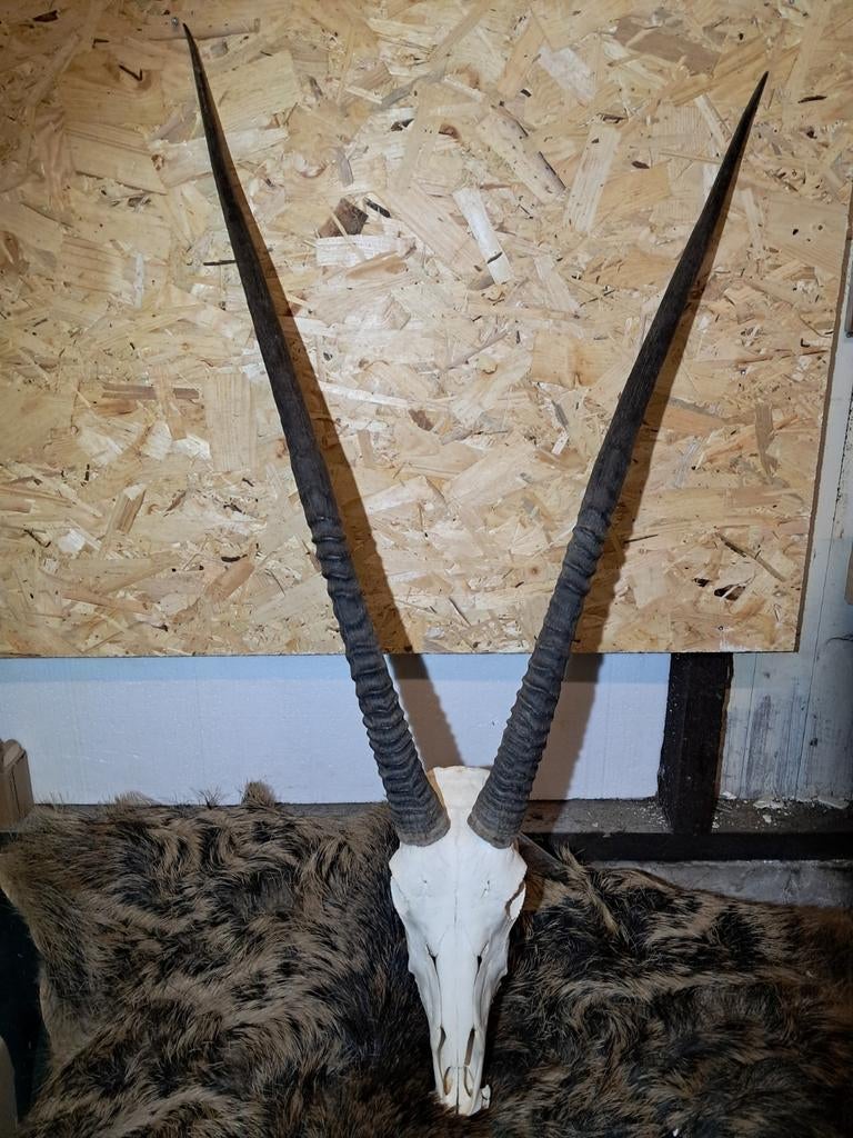Grote complete schedel met hoorns Spiesbok/Oryx., Ophalen of Verzenden, Zo goed als nieuw, Wild dier, Schedel