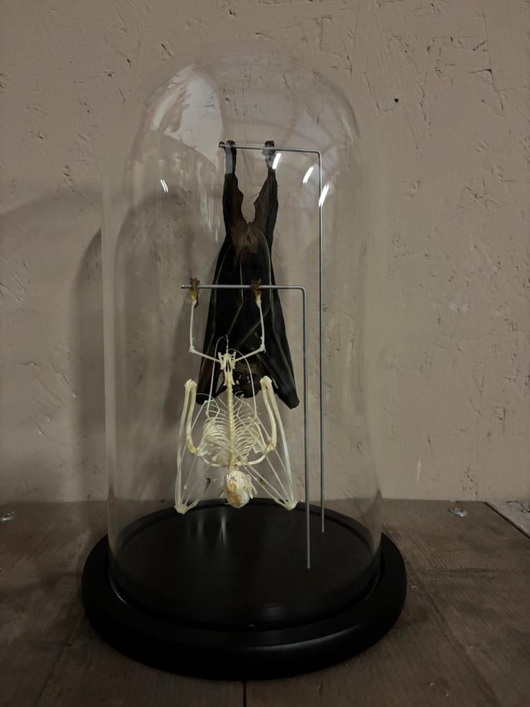 Mooie stolp met vleermuizen, Verzamelen, Dierenverzamelingen, Nieuw, Opgezet dier, Overige soorten, Ophalen