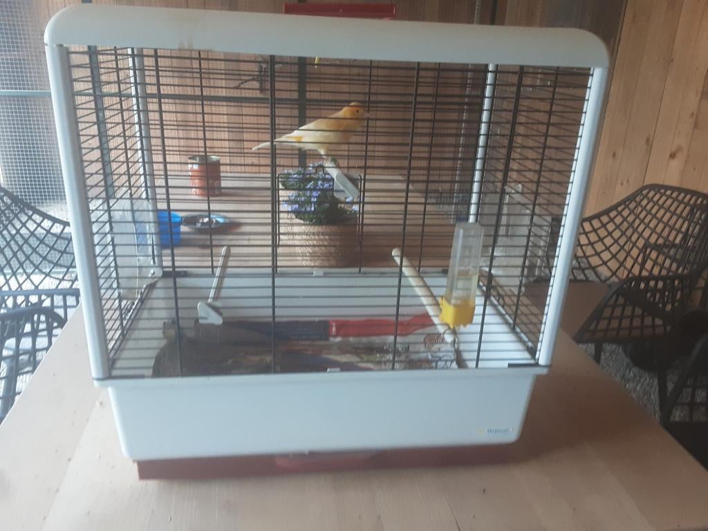Zang kanarie zingt goed, Dieren en Toebehoren, Vogels | Hokken en Kooien, Ophalen of Verzenden, Zo goed als nieuw, Metaal, Vogelkooi