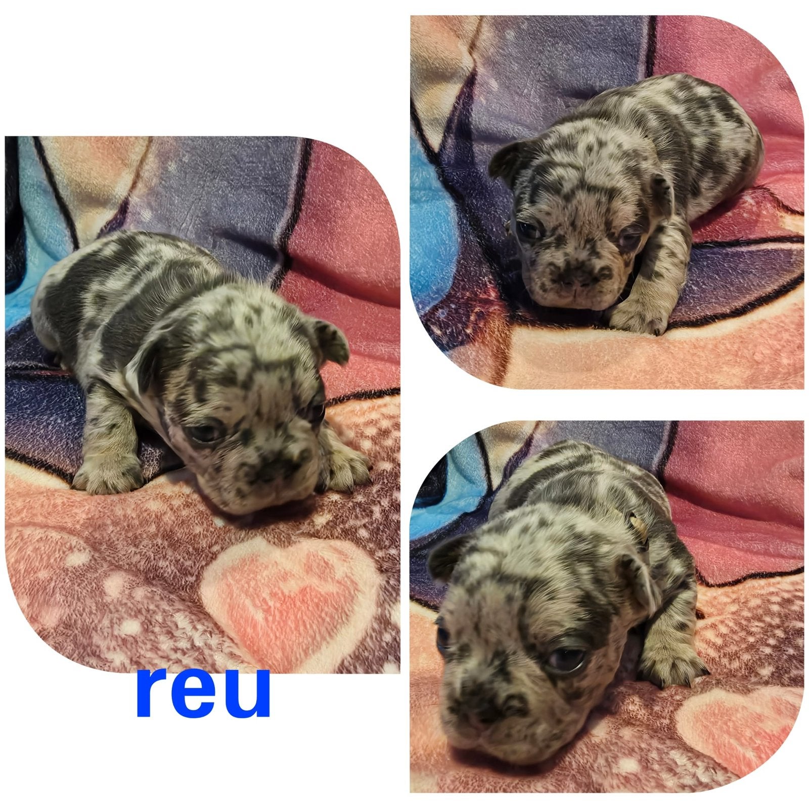 Franse buldog pups, Dieren en Toebehoren, 8 tot 15 weken, Parvo, Bulldog, Meerdere