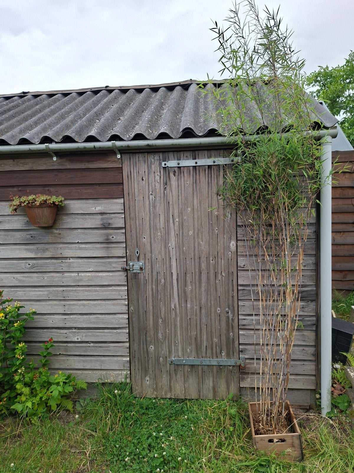 Fargesia Nitida niet woekerend, Tuin en Terras, Ophalen, Bloeit niet, Overige soorten, Halfschaduw