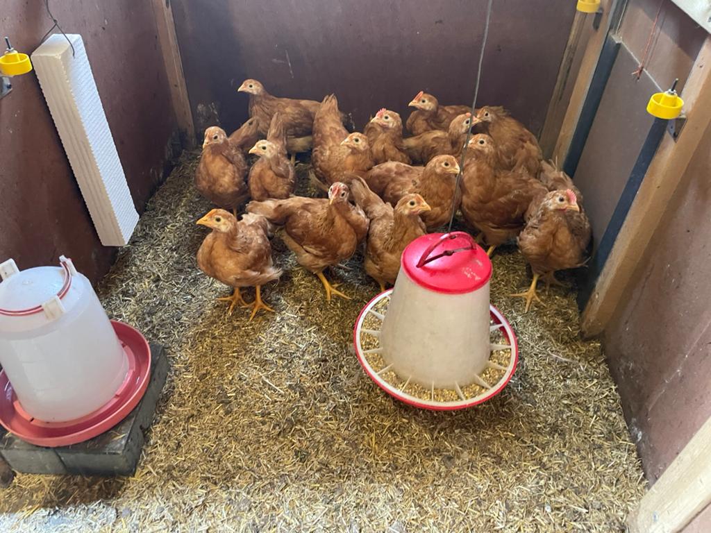 New Hampshire haan, Dieren en Toebehoren, Pluimvee, Mannelijk, Kip