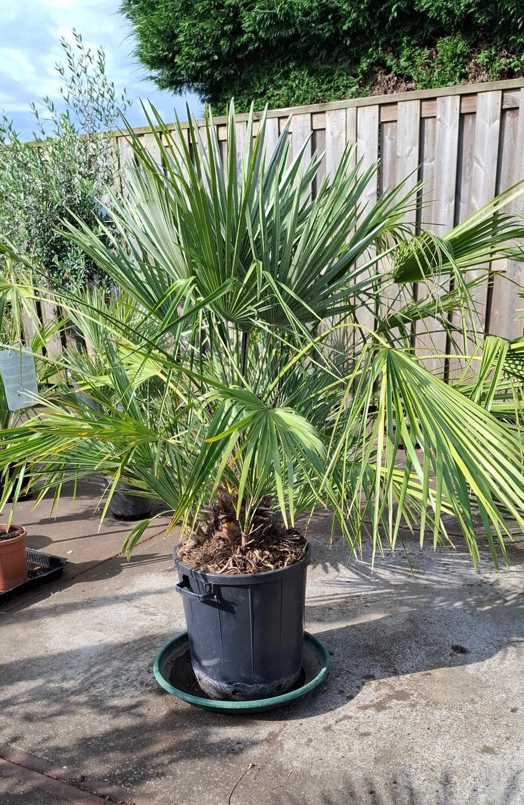 palm chamerops humelis winterhard., Ophalen