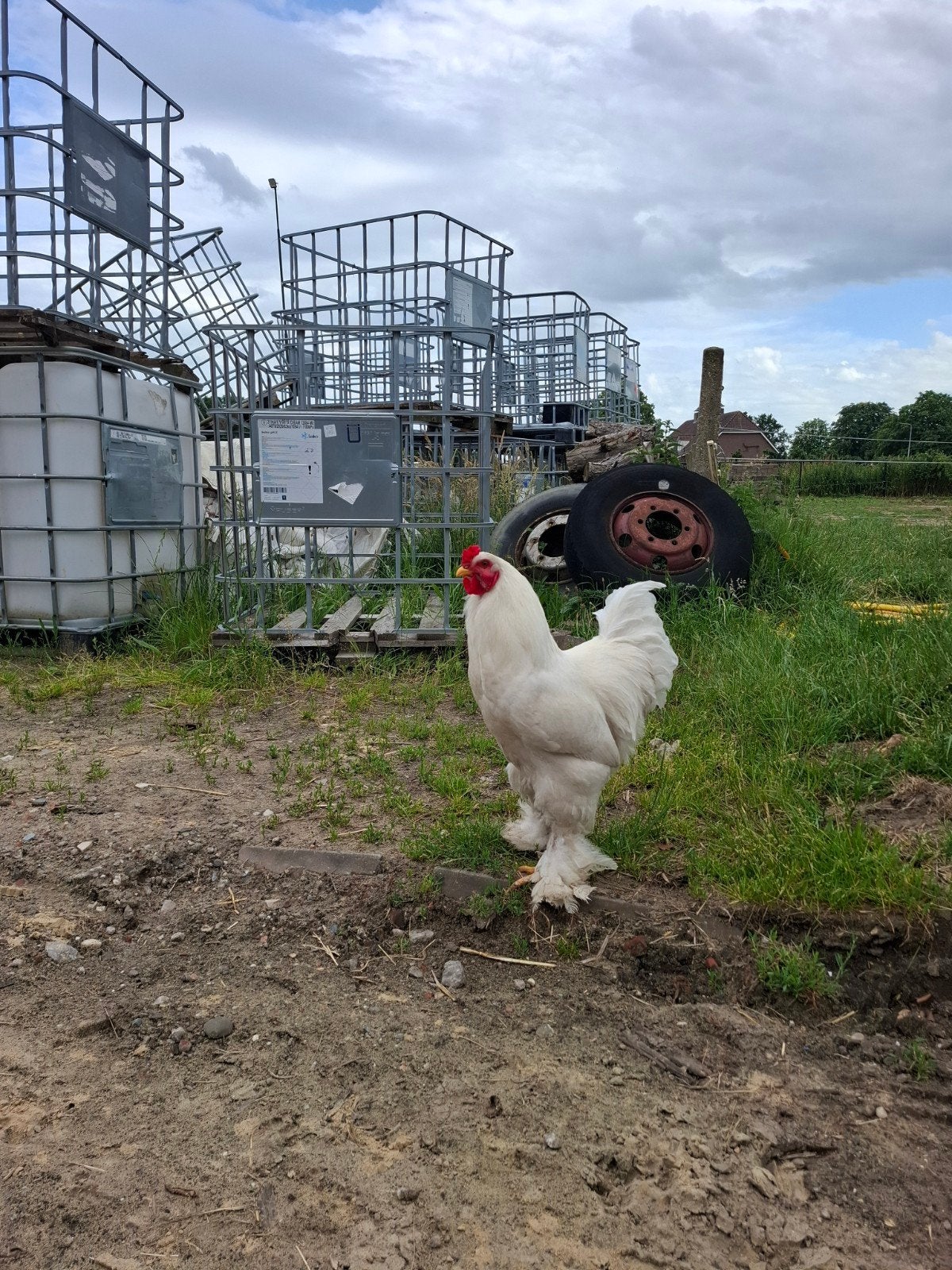 Spierwitte brahma haan, Dieren en Toebehoren, Pluimvee, Mannelijk, Kip