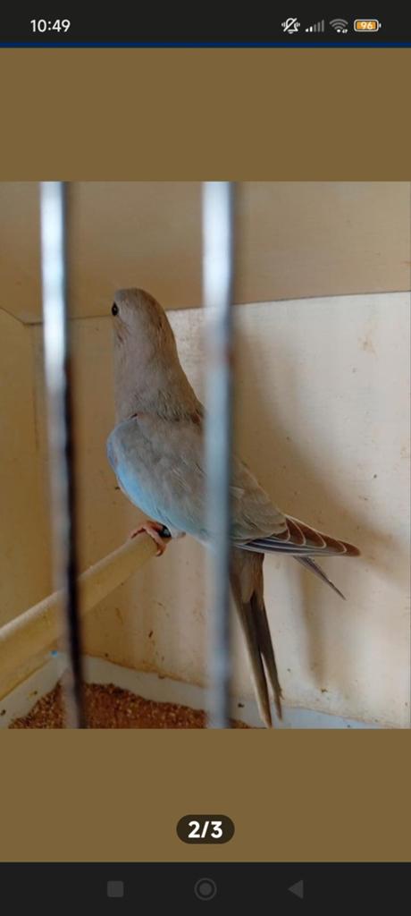 Splendid cinnamon blauw 26, Dieren en Toebehoren, Parkiet, Geringd
