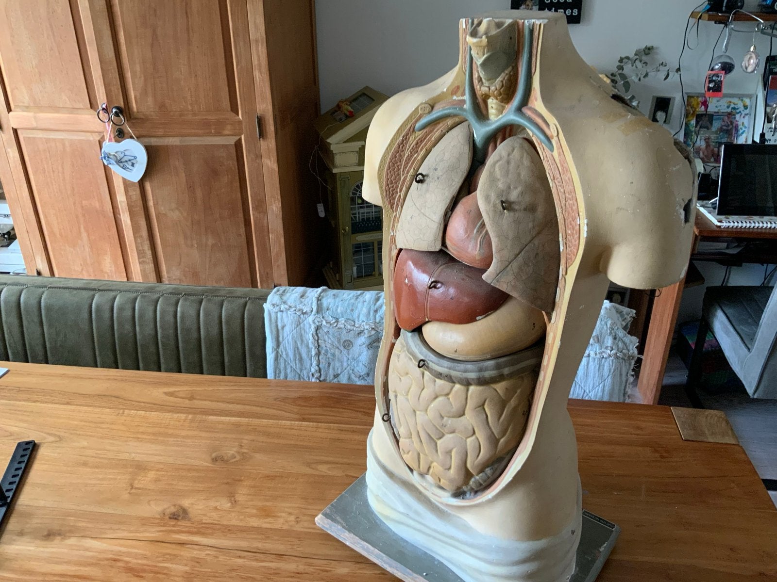 Vintage Anatomisch Torso Model - Menselijke Organen, Ophalen of Verzenden, Gebruikt