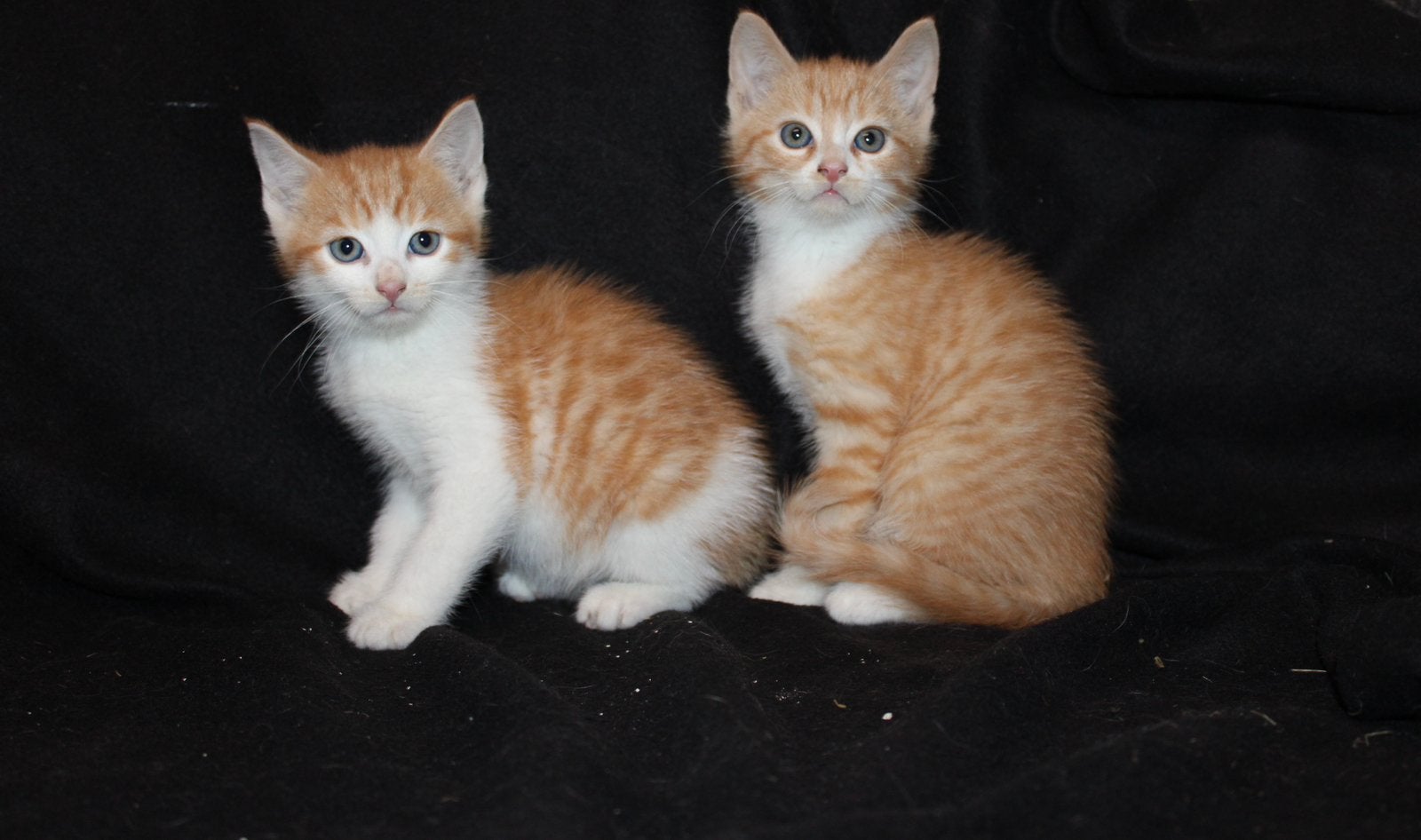 Leuke kittens, Dieren en Toebehoren, Meerdere dieren, Kortharig, 0 tot 2 jaar