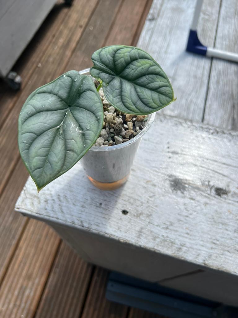 Alocasia Silver Dragon, Huis en Inrichting, Kamerplanten, Ophalen
