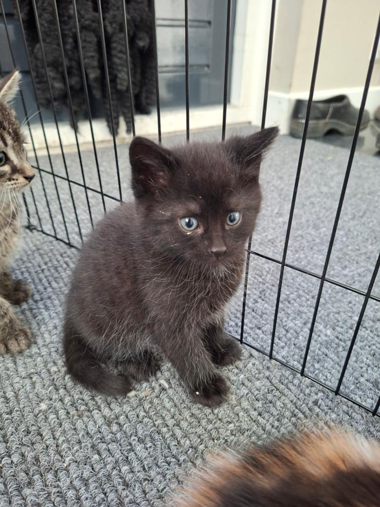 Mooie kittens, Dieren en Toebehoren, Meerdere dieren, Ontwormd