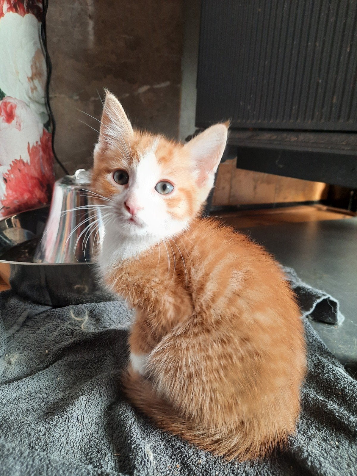 Kittens roodkleurige, Meerdere dieren