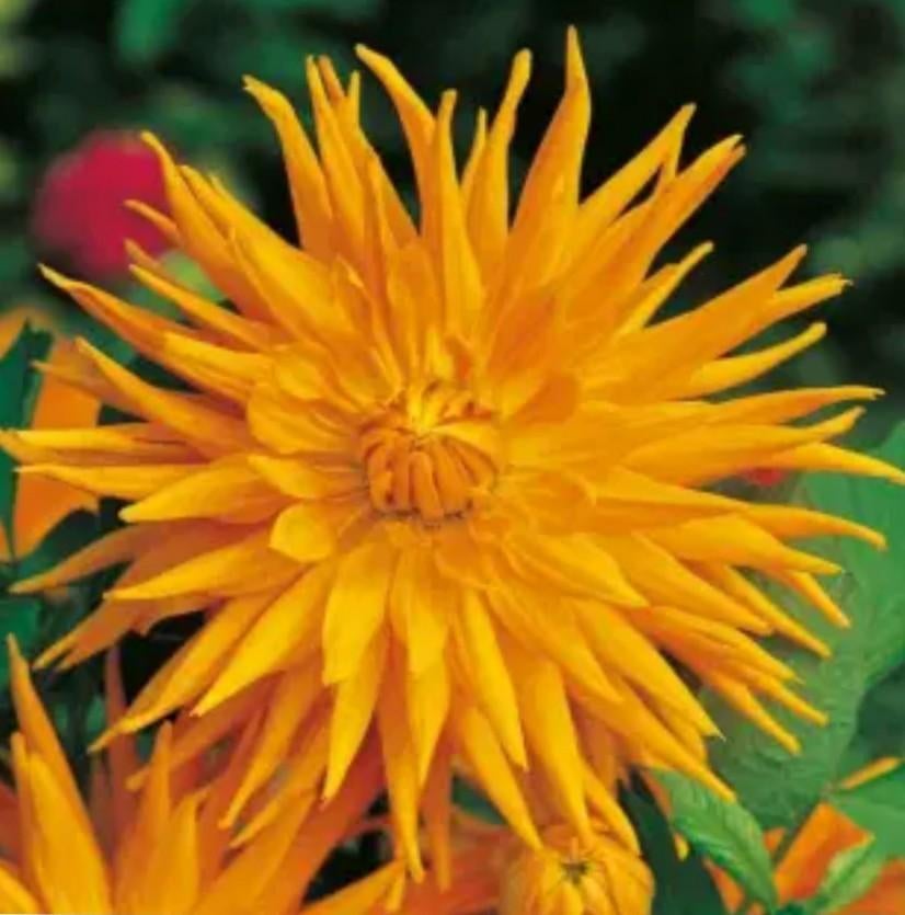 Dahlia, Oranje cactus Dahlia knollen, Tuin en Terras, Bloembollen en Zaden, Ophalen of Verzenden, Volle zon, Knol