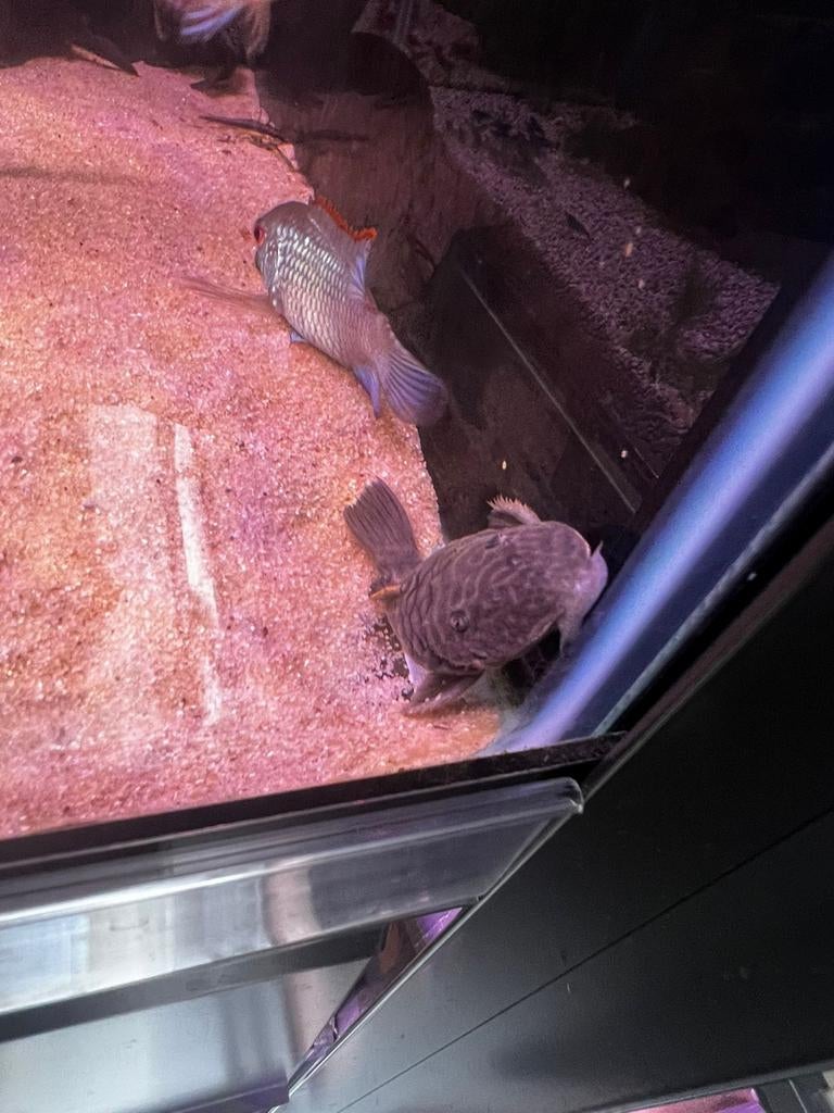 Gold rubber pleco, Dieren en Toebehoren, Vissen | Aquariumvissen, Vis, Zoetwatervis, Schoolvis