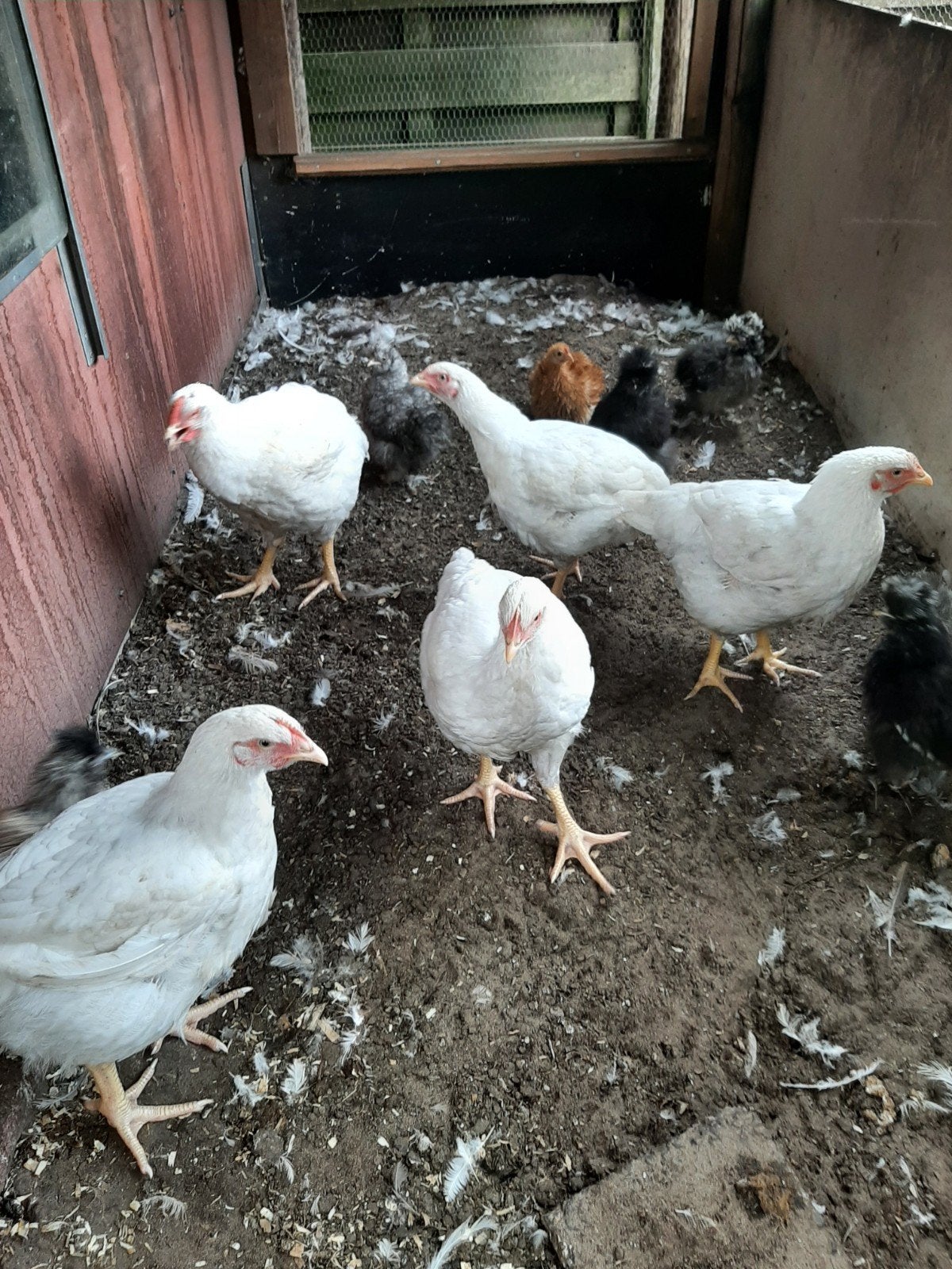 slachtkuikens/ slachtkippen, Dieren en Toebehoren, Pluimvee, Kip, Meerdere dieren