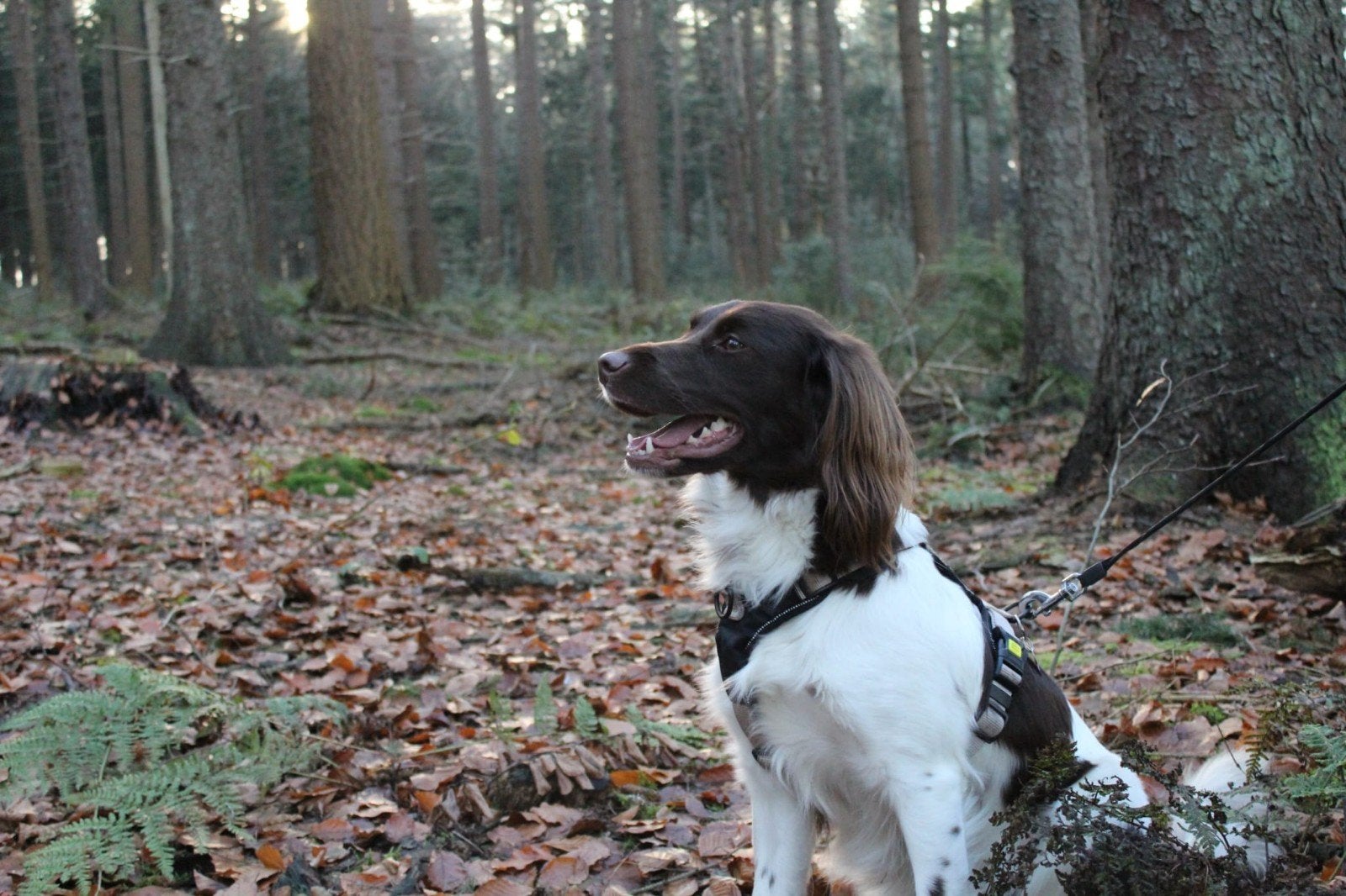 Heidewachtel pups, nog 1 reutje beschikbaar, Reu, 8 tot 15 weken, Meerdere, Nederland