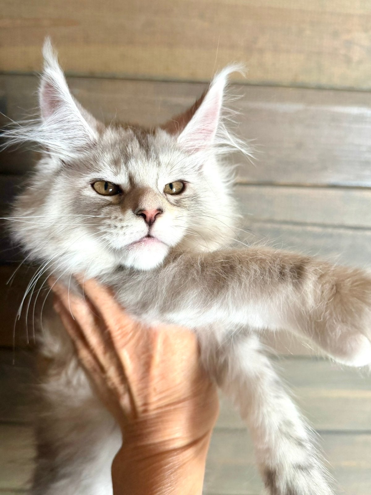 Maine Coon kitten shaded stamboom, Dieren en Toebehoren, Katten en Kittens | Raskatten | Langhaar, Poes, Met stamboom, 0 tot 2 jaar