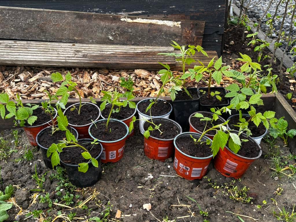 Framboosplant stekken, Tuin en Terras, Ophalen, Overige soorten, Volle zon