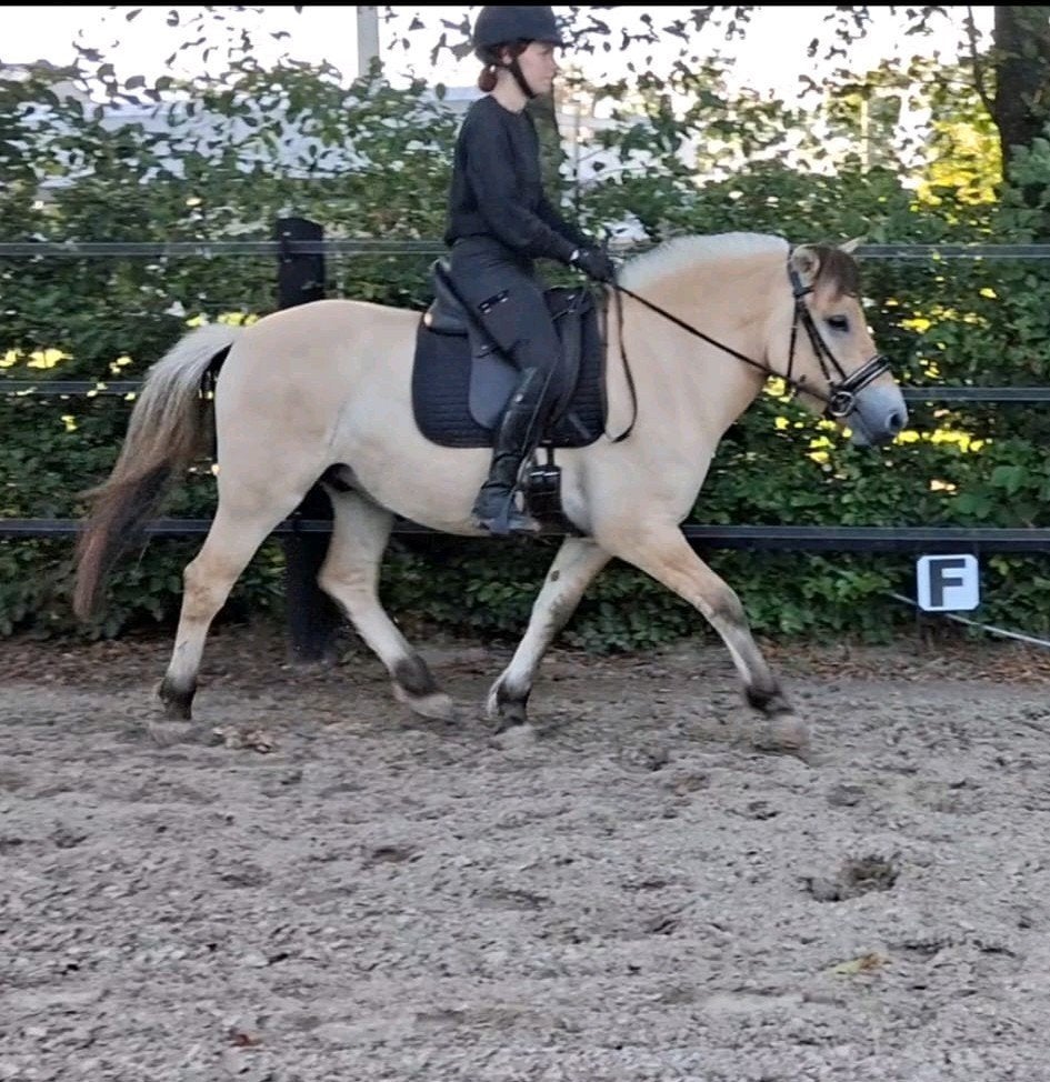 Super brave vriendelijke fjordenruin fjord, Ruin, D pony (1.37m tot 1.48m), Met stamboom, 3 tot 6 jaar