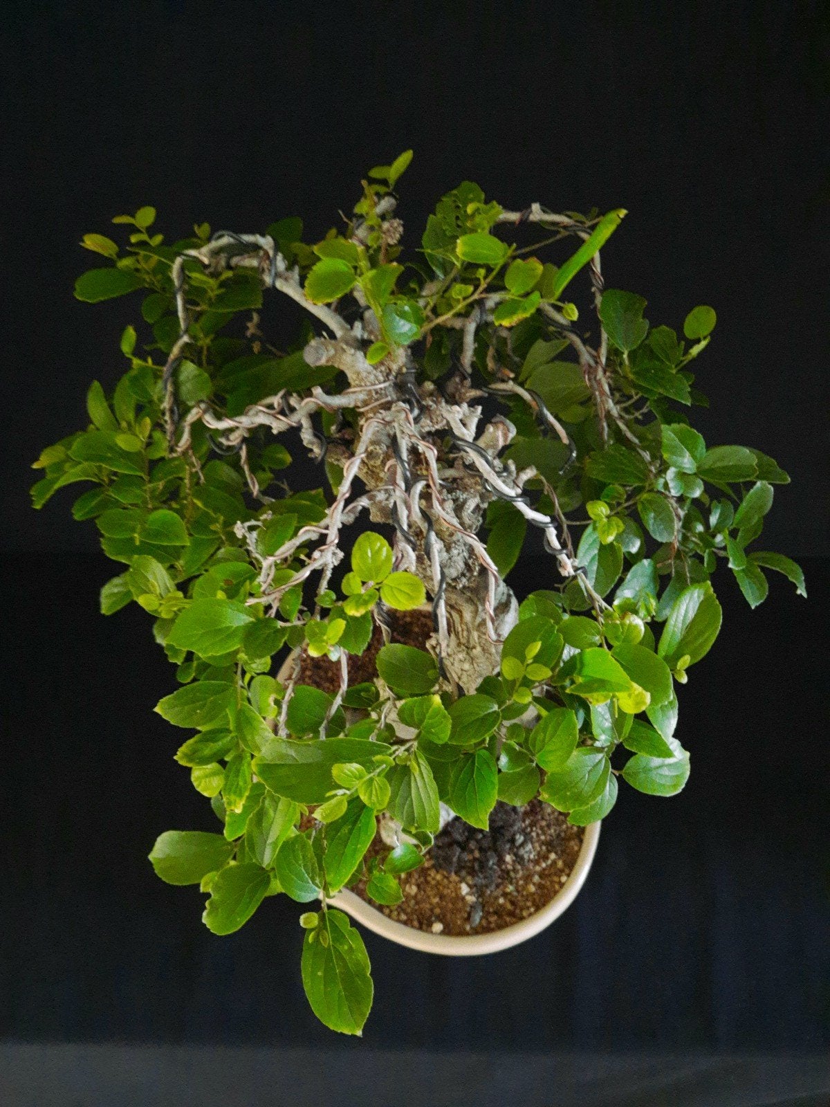Bonsai celtis sinensis, Ophalen of Verzenden, Volle zon, Overige soorten, Minder dan 100 cm