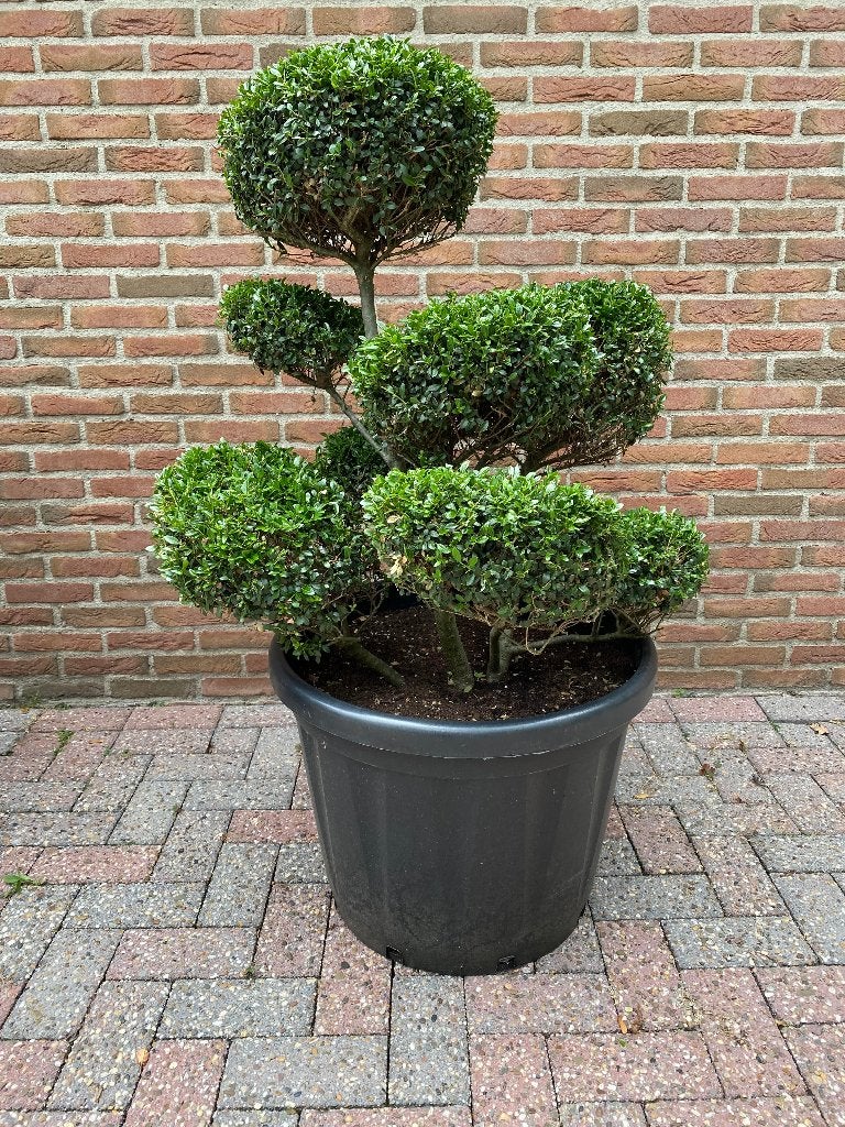 Illex Crenata Green Hedge Japanse Hulst vormsnoei, Ophalen, Hulst, Struik, 100 tot 250 cm