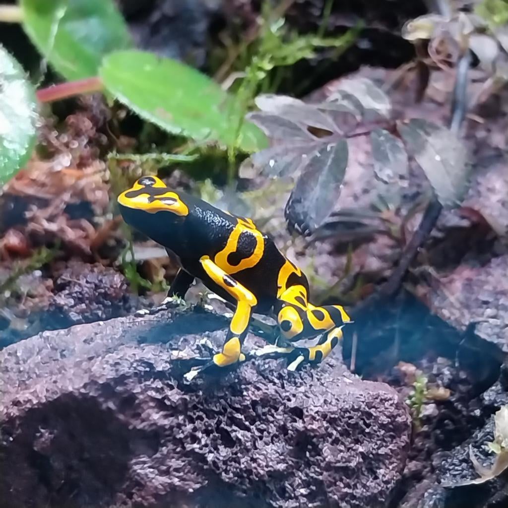 Drie dendrobates leucomelas gifkikkers GERESERVEERD Frog - unknown for sale from Janneke