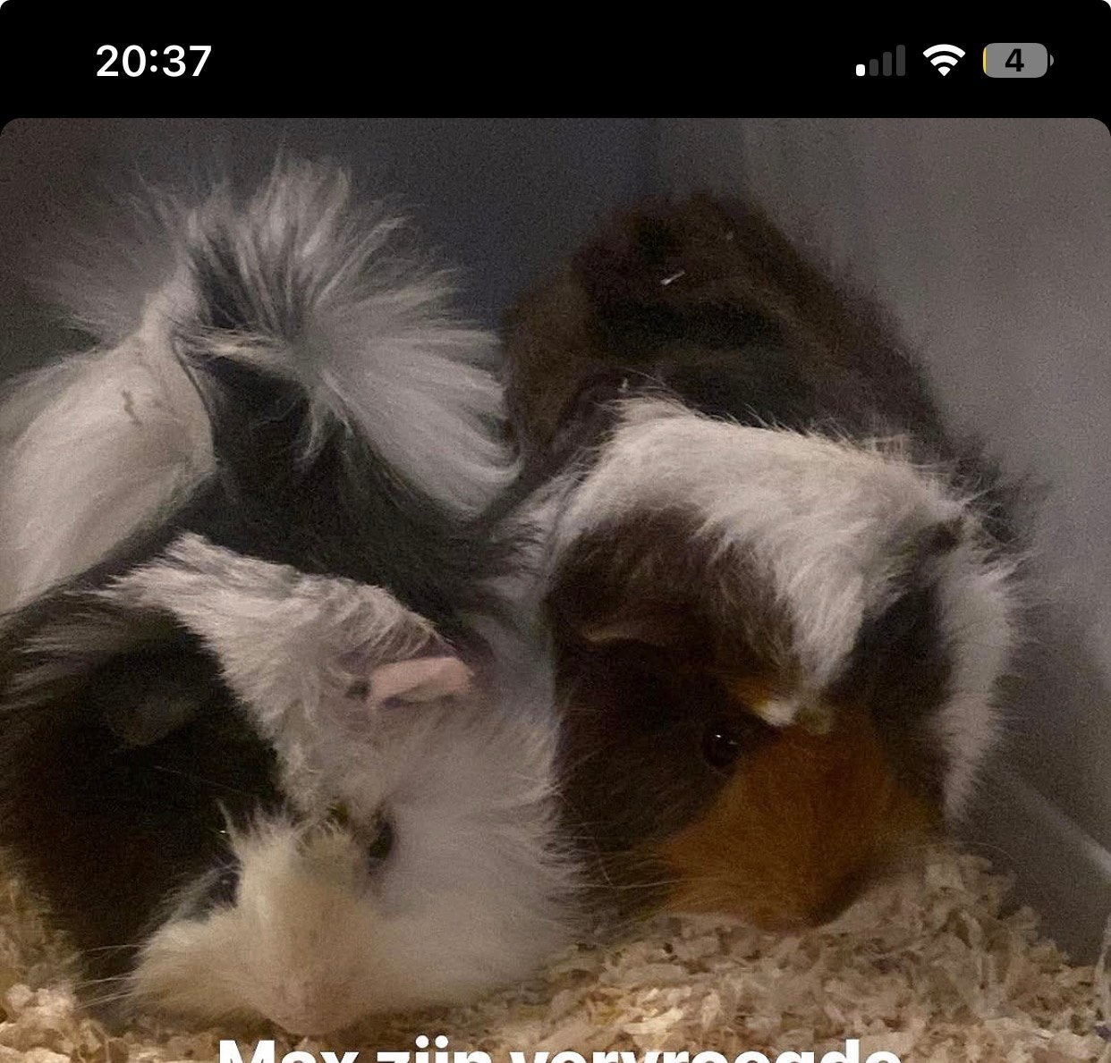 2 vrouwtjes cavia’s, Dieren en Toebehoren, Cavia, Vrouwelijk, Tam, September