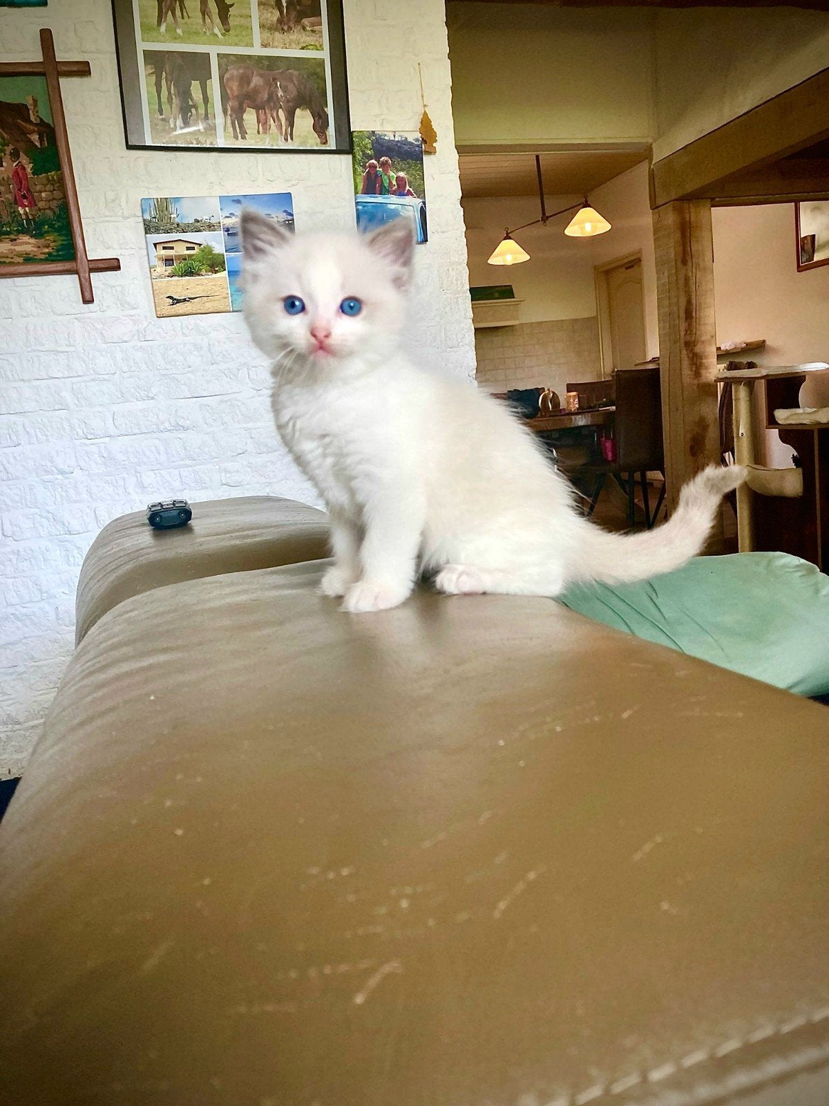 Uniek ragdoll kitten, bont gevlekt, stamboom,ouders getest, Kater, Met stamboom