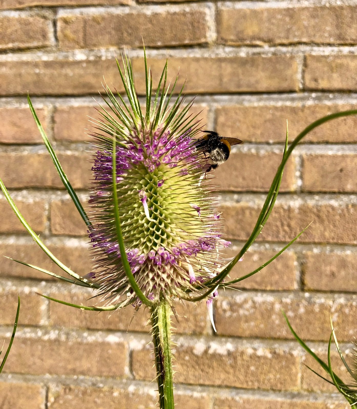 Inheems: Kaardebol /Dipsacus fullonum eerste jaars rozettten, Volle zon, Tweejarig, Zomer, Ophalen