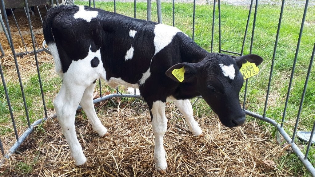 vaarskalf en stiertje, Dieren en Toebehoren, Runderen, Vrouwelijk, 3 tot 6 jaar