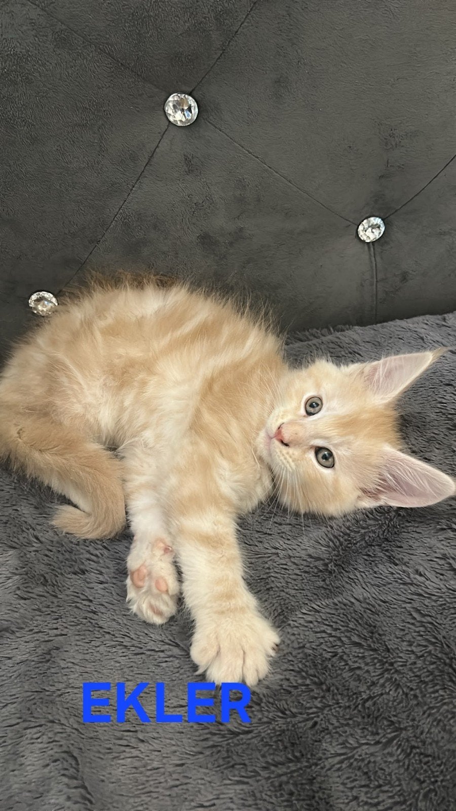 5 lieve Maine Coon kittens